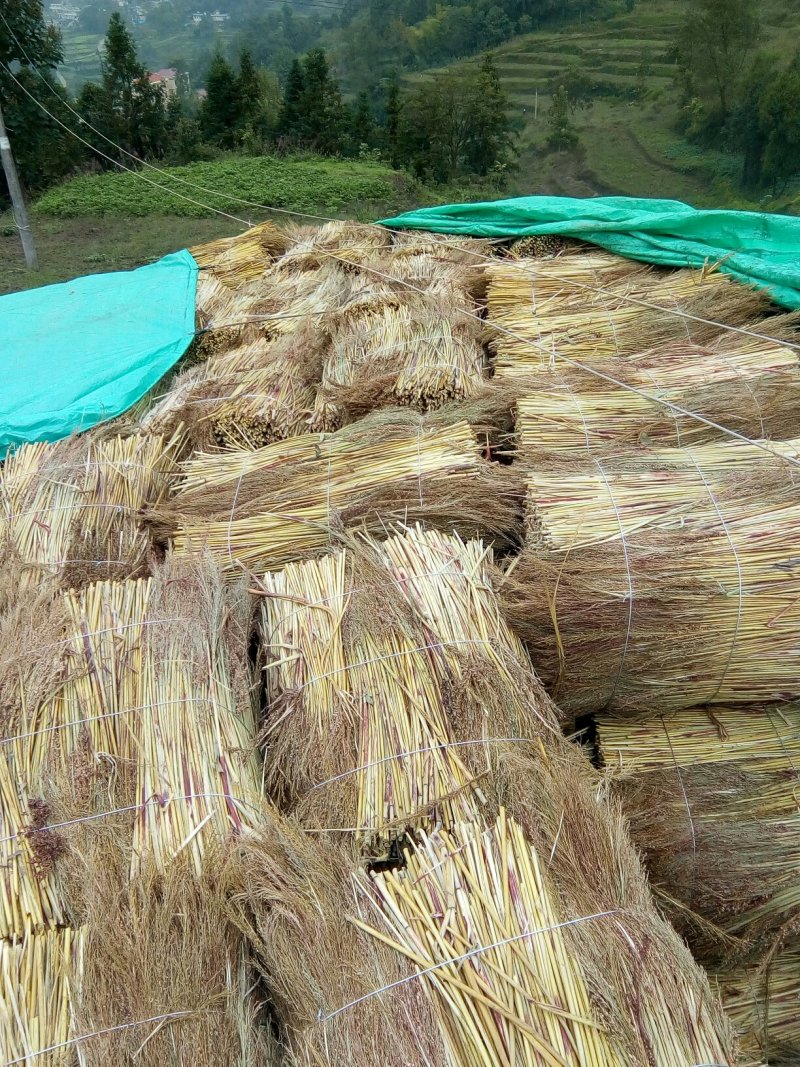 贵州高粱扫帚原料加销售
