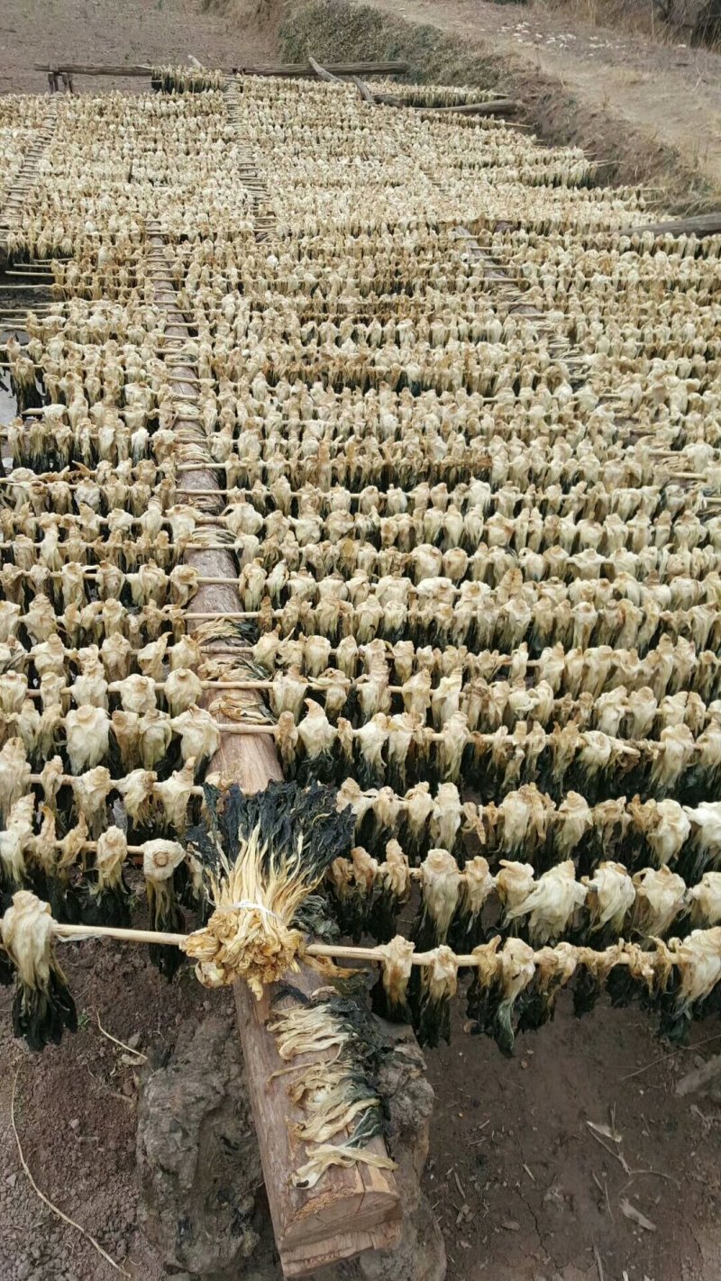脱水白菜干干条根白万年青