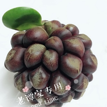 黑老虎
