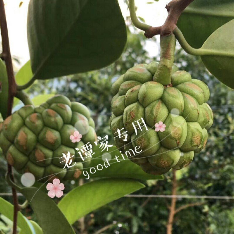 黑老虎