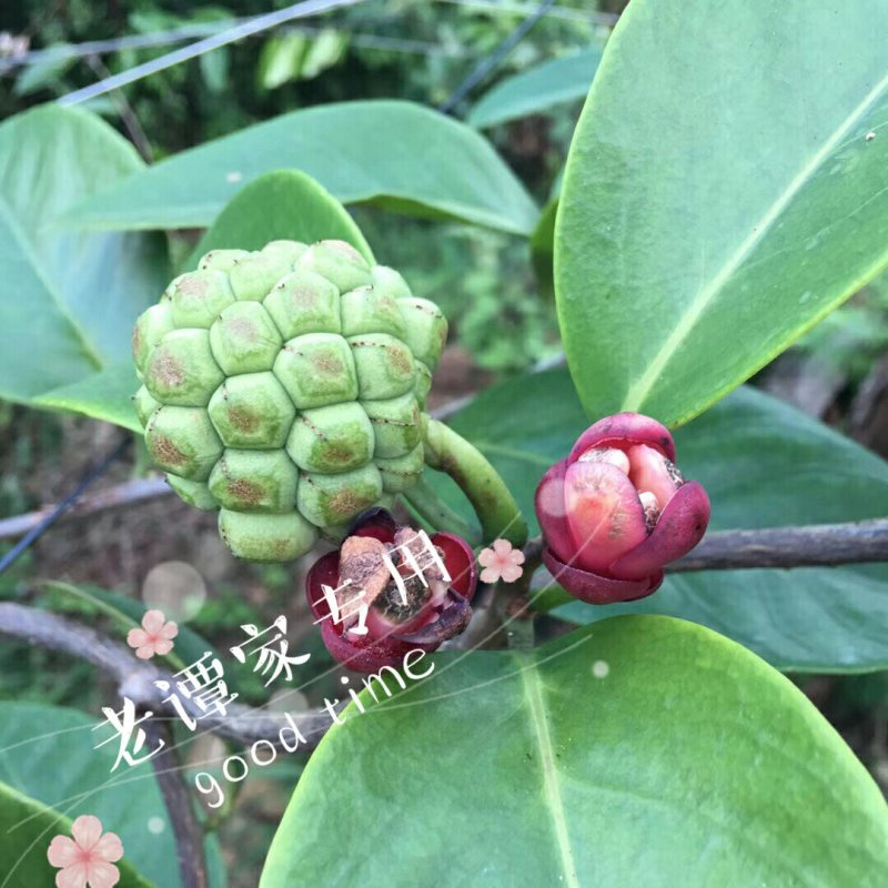 黑老虎