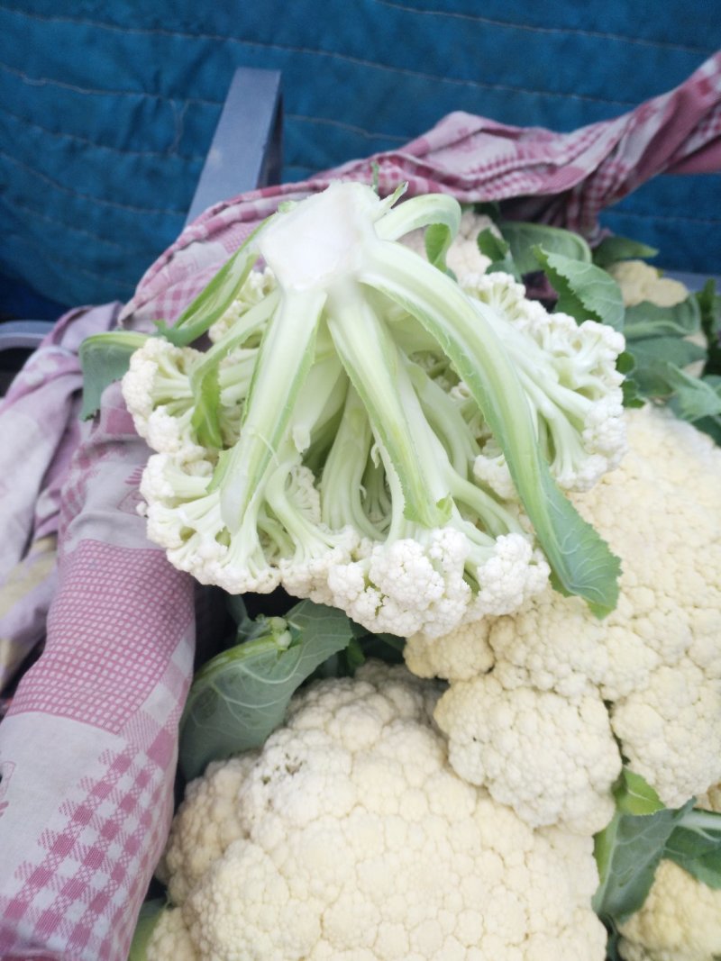 大量出售有机花菜青梗白面质量好上货快