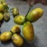 野生八月瓜，九月黄，牛卵坨，拿藤包