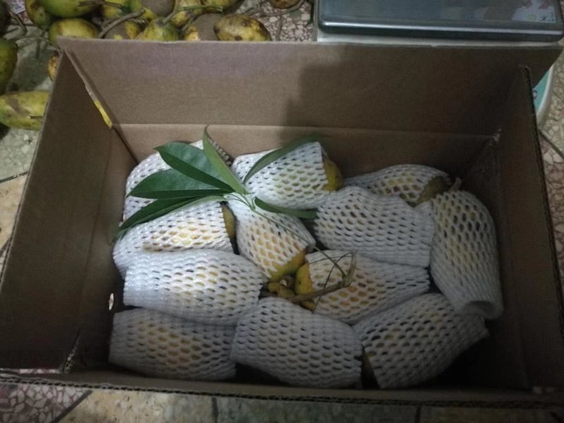 野生八月瓜，九月黄，牛卵坨，拿藤包