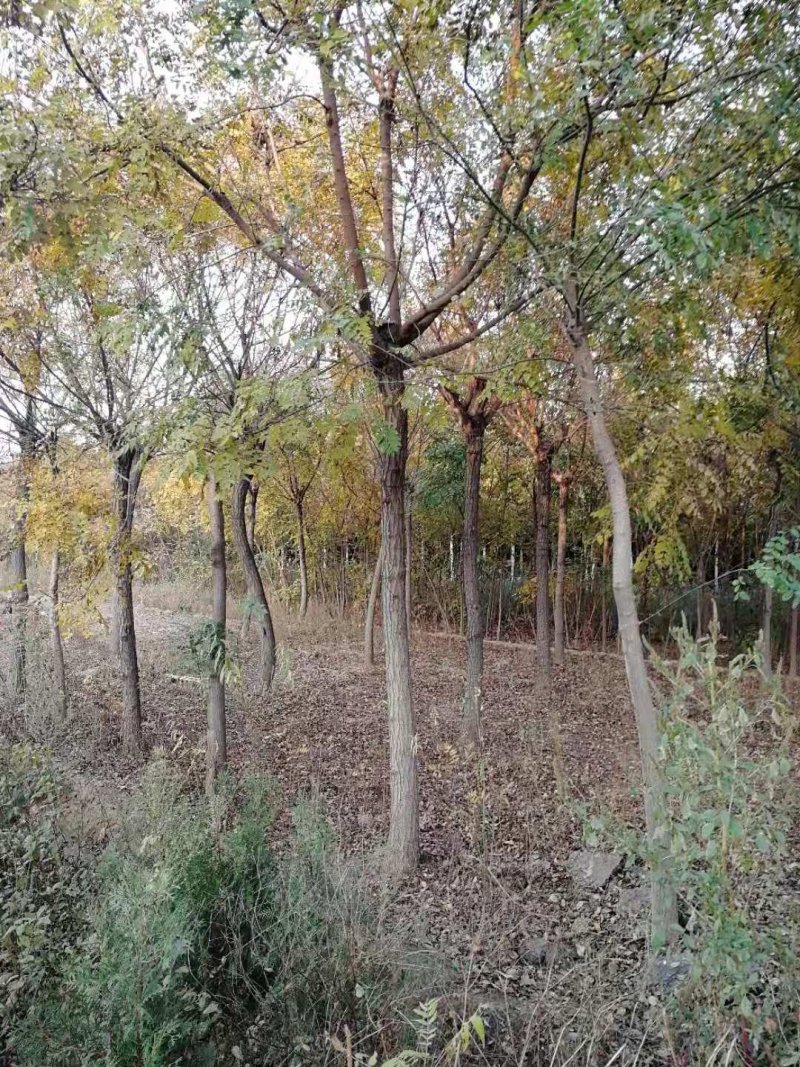 大量栾树十七公分