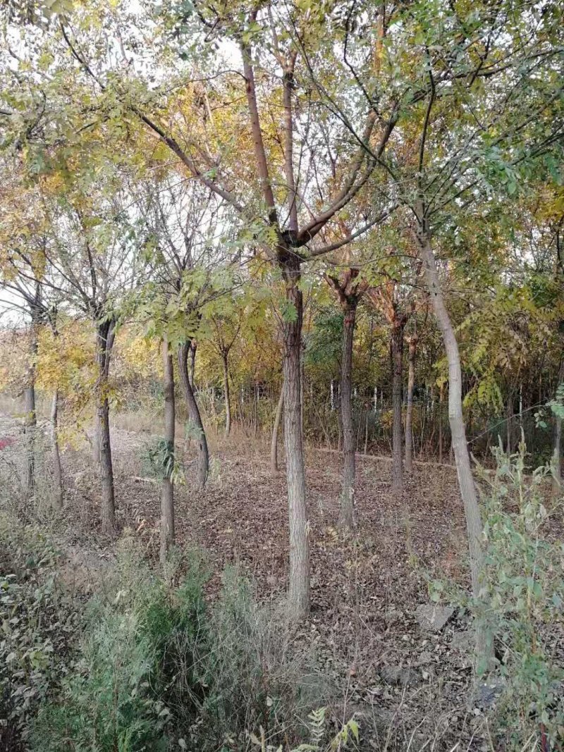大量栾树十七公分