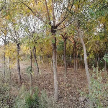 大量栾树十七公分