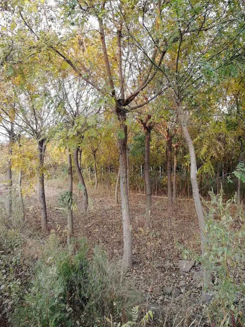 大量栾树十七公分