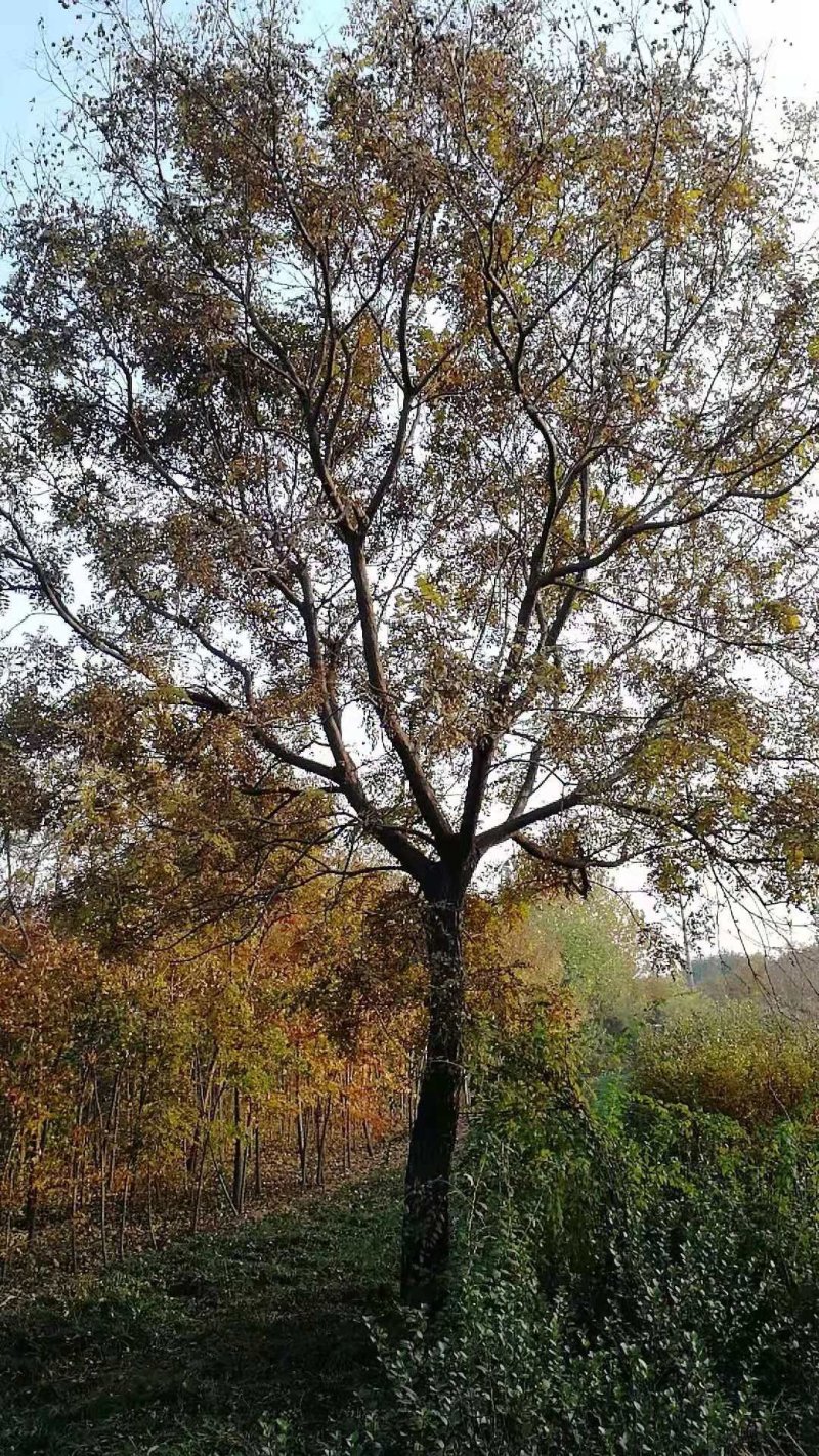 大量栾树十七公分