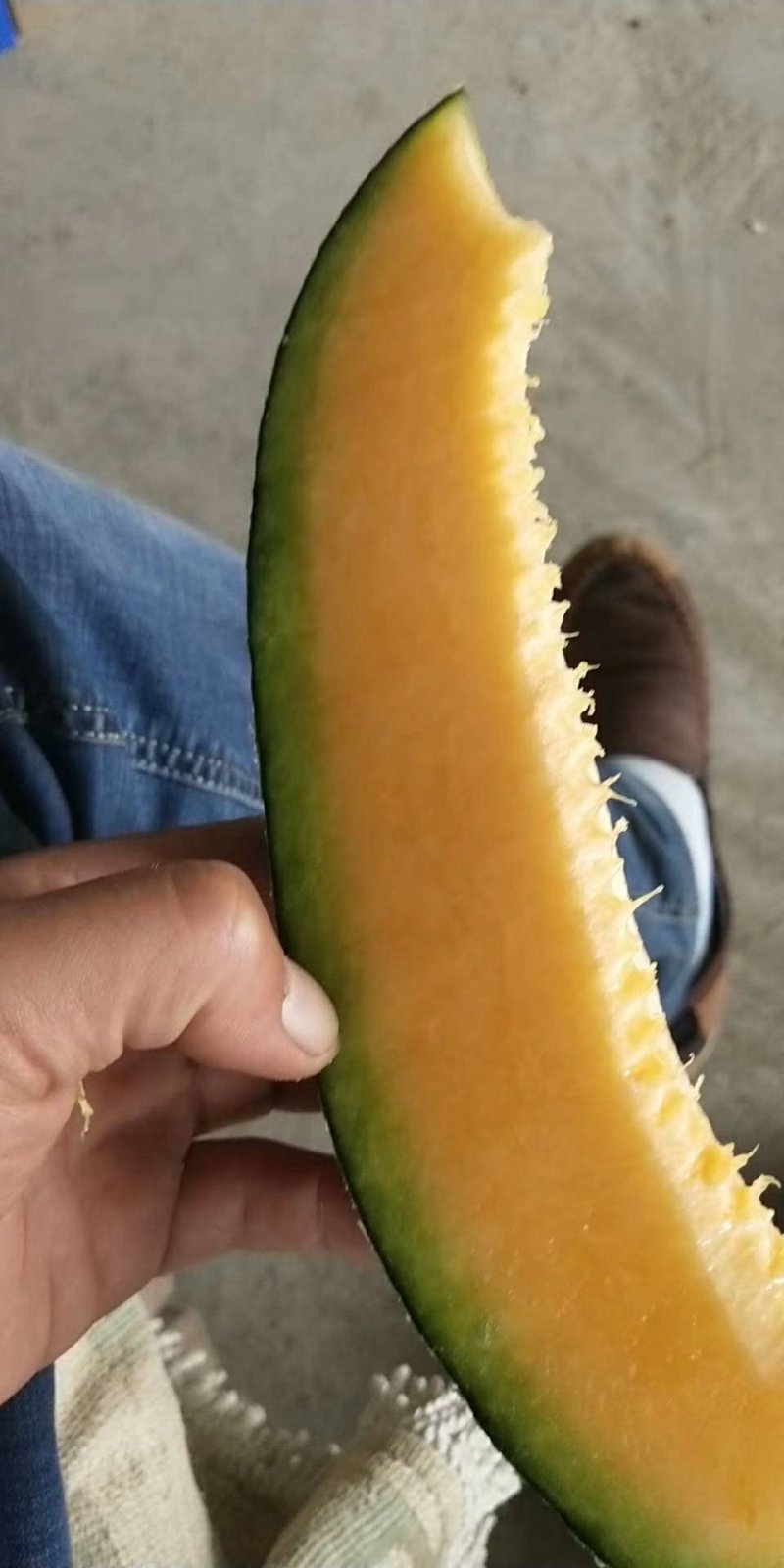 长香玉哈蜜瓜，西周蜜25，西周蜜17，网纹瓜，绿宝甜瓜，
