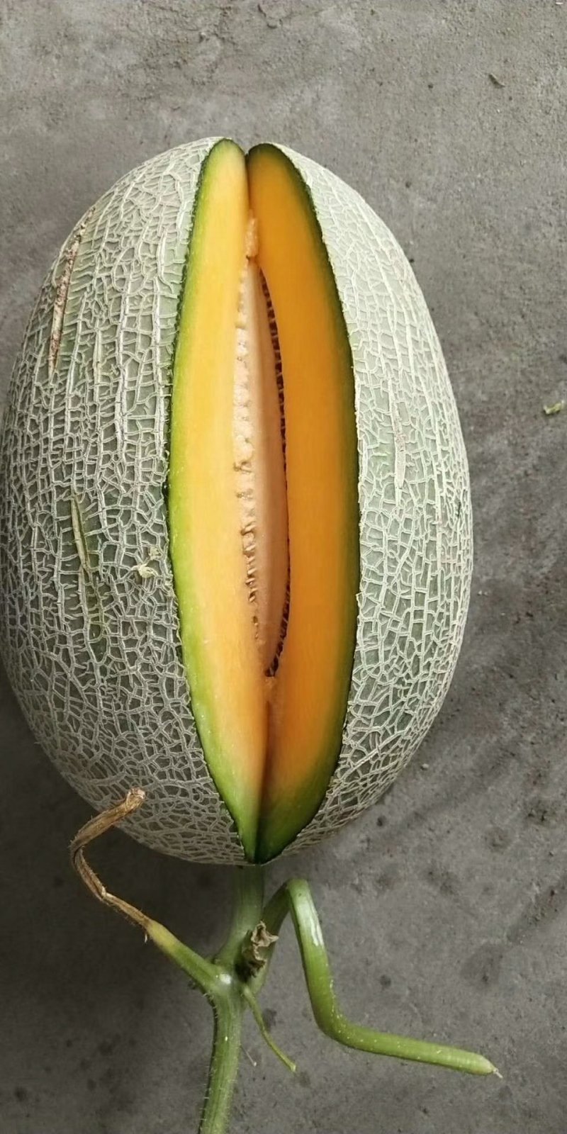 长香玉哈蜜瓜，西周蜜25，西周蜜17，网纹瓜，绿宝甜瓜，