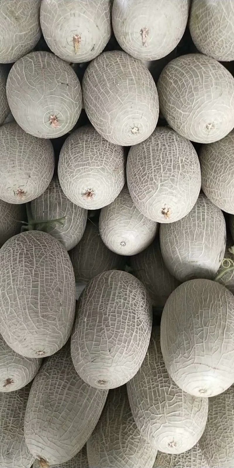长香玉哈蜜瓜，西周蜜25，西周蜜17，网纹瓜，绿宝甜瓜，