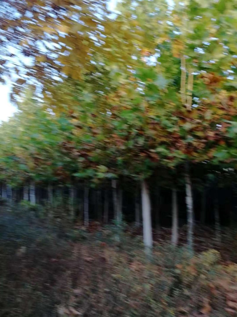 法桐十公分