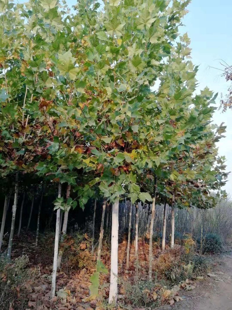 法桐十公分