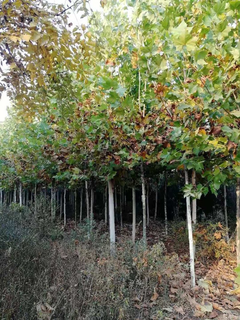 法桐十公分