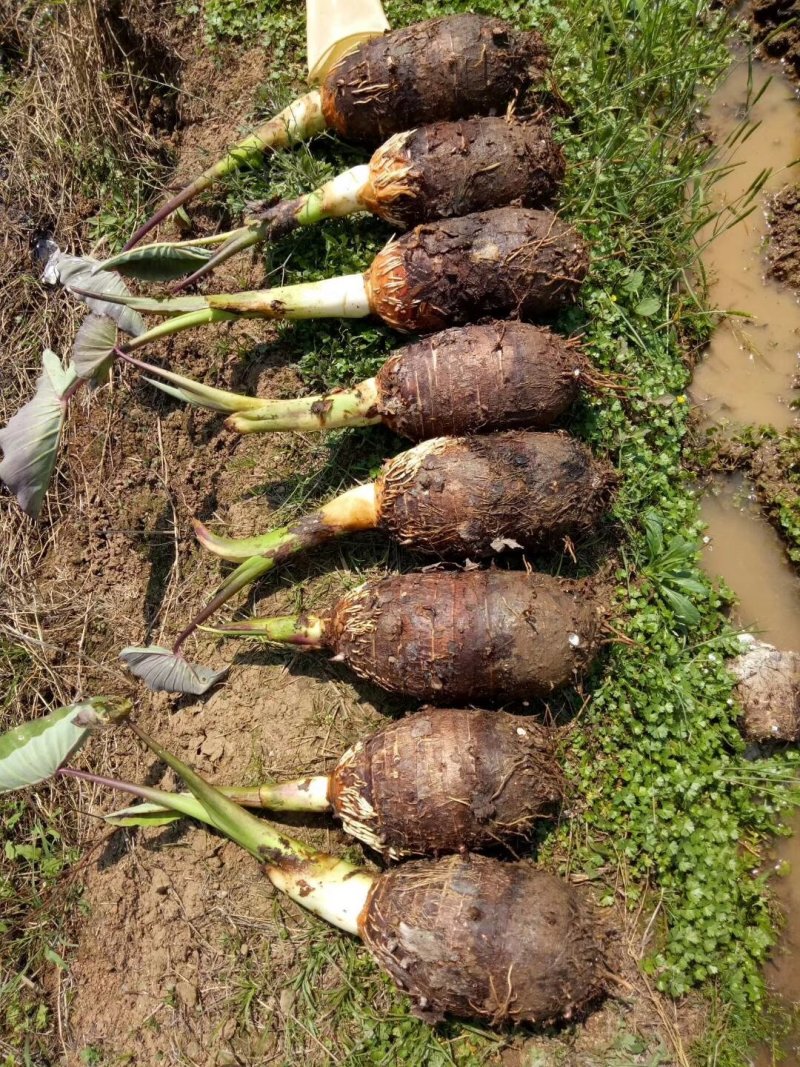 槟榔芋香芋五斤装【3-4个】包邮