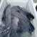 青鱼