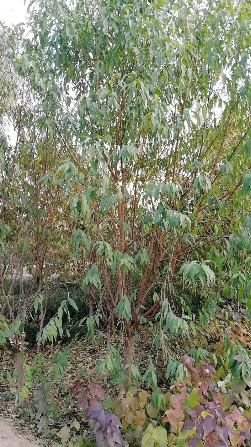 八公分碧桃