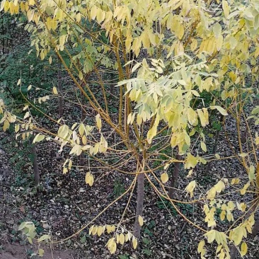 6公分金枝槐