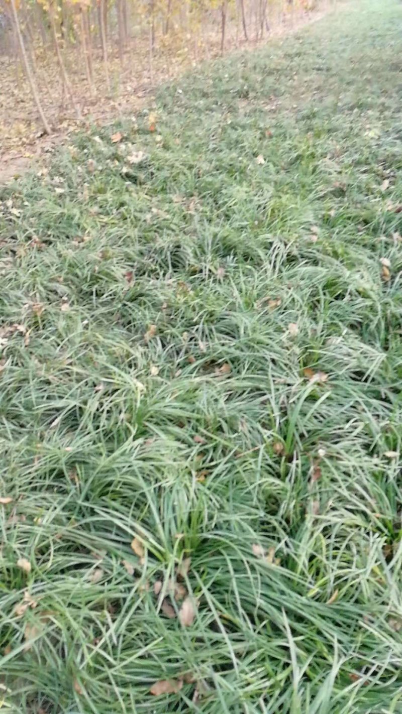 麦冬草