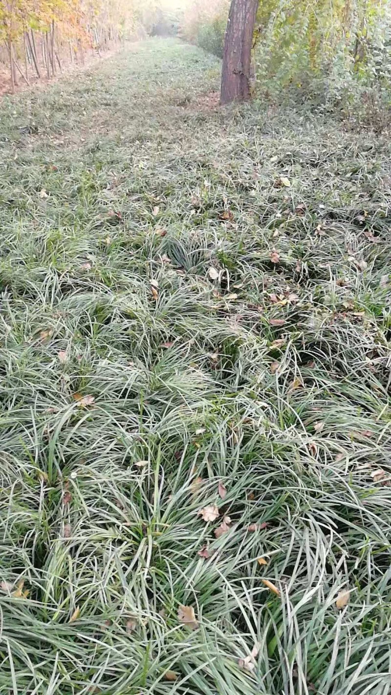 麦冬草