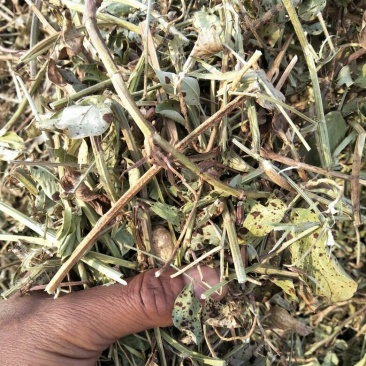 花生秧牛羊草料，长年大量供应一级，二级，三级草。