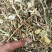 花生秧牛羊草料，长年大量供应一级，二级，三级草。