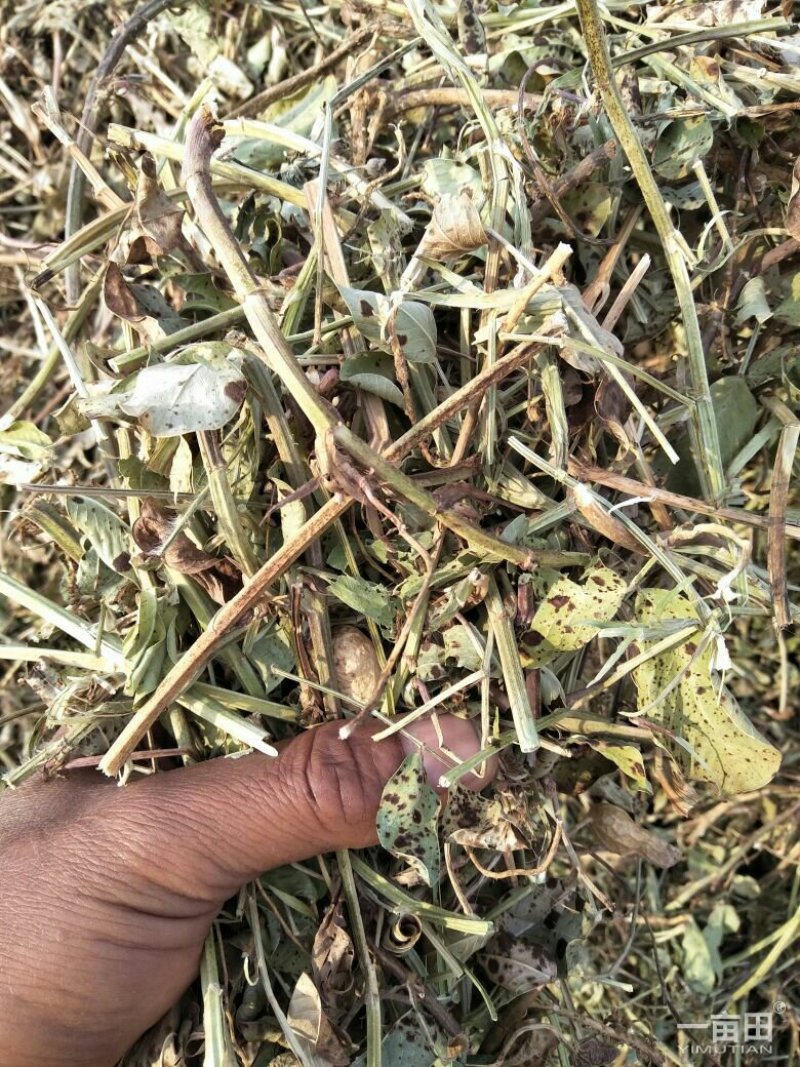 花生秧牛羊草料，长年大量供应一级，二级，三级草。