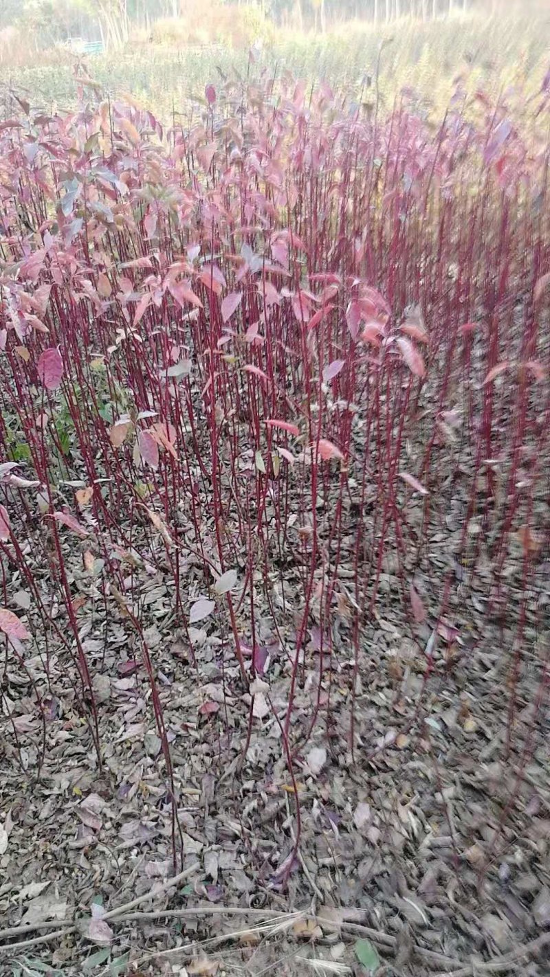 红岭木
