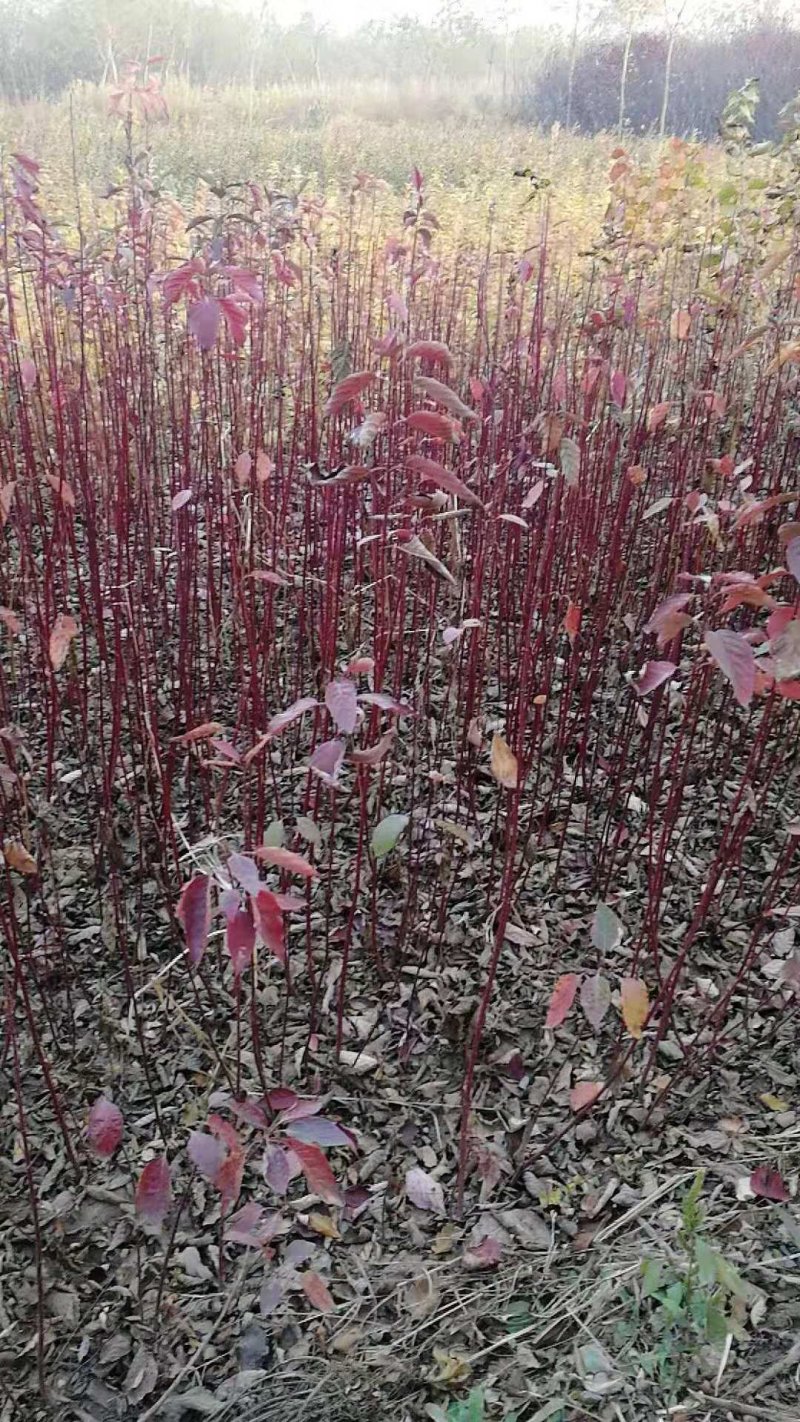 红岭木