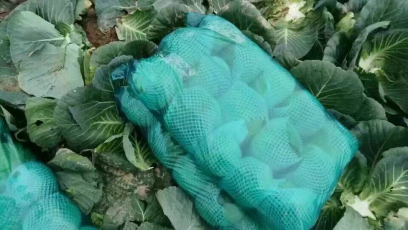 湖北嘉鱼潘家湾甘蓝，包菜基地一手货源现砍现发品质有保证