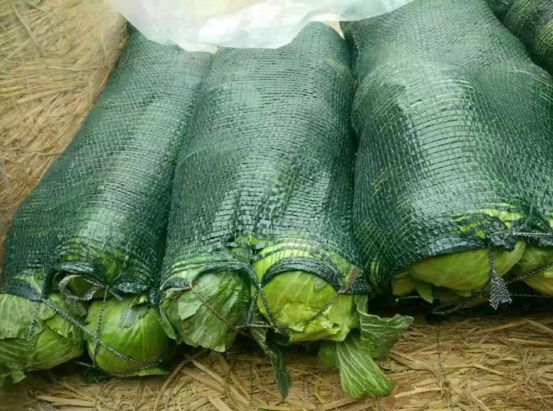 湖北嘉鱼潘家湾甘蓝，包菜基地一手货源现砍现发品质有保证