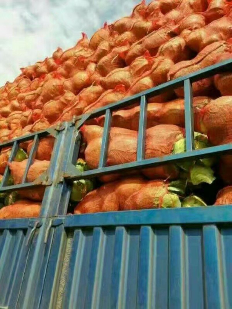 湖北嘉鱼潘家湾甘蓝，包菜基地一手货源现砍现发品质有保证