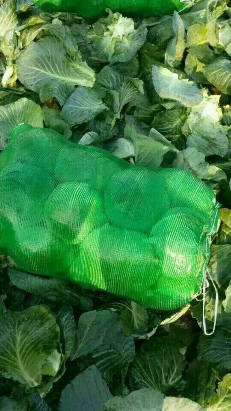 湖北嘉鱼潘家湾甘蓝，包菜基地一手货源现砍现发品质有保证