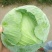 湖北嘉鱼潘家湾甘蓝，包菜基地一手货源现砍现发品质有保证