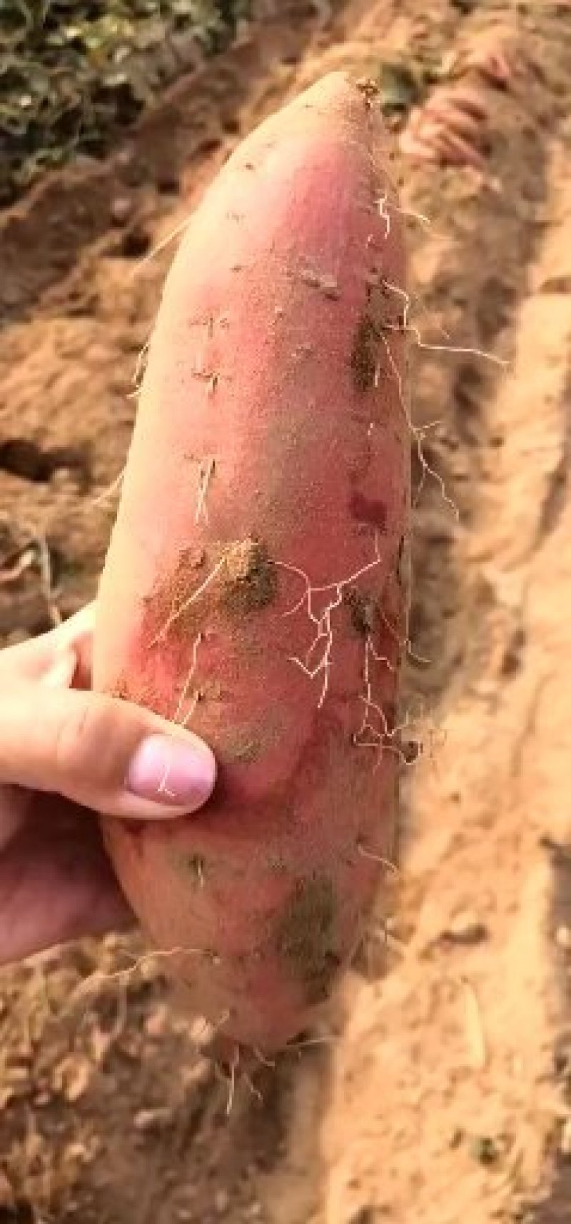 【精品推荐】烟薯252两以上商品薯红心