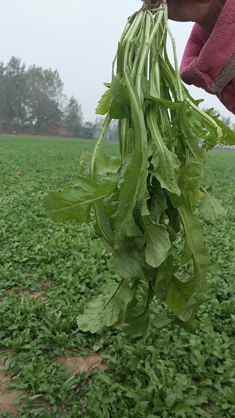 荠菜10cm以上