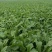 荠菜10cm以上