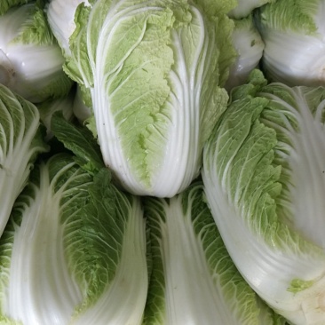 供应大白菜