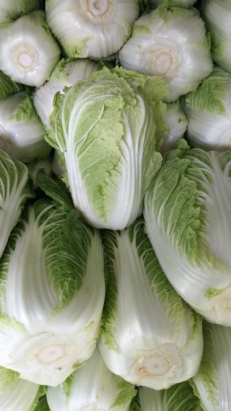 供应大白菜