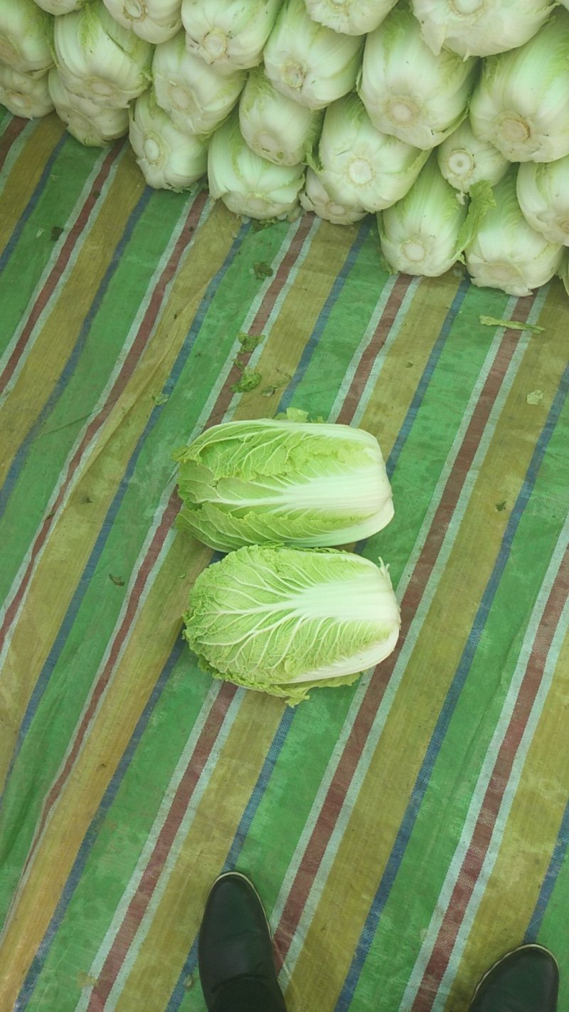 供应大白菜