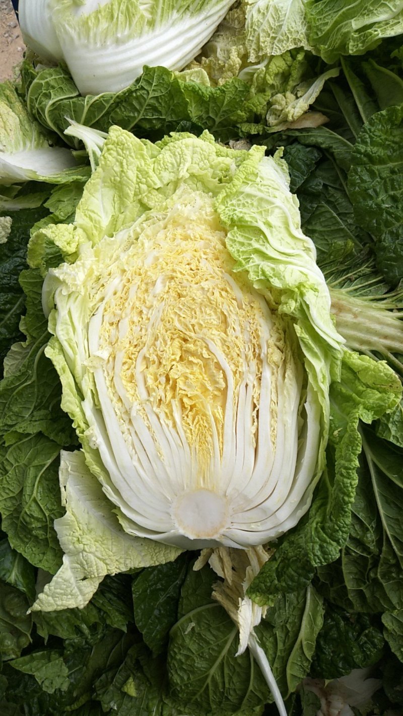 黄心菜