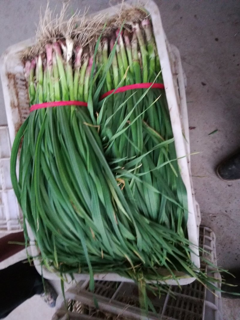 红根蒜苗，大量上市，诚信第一