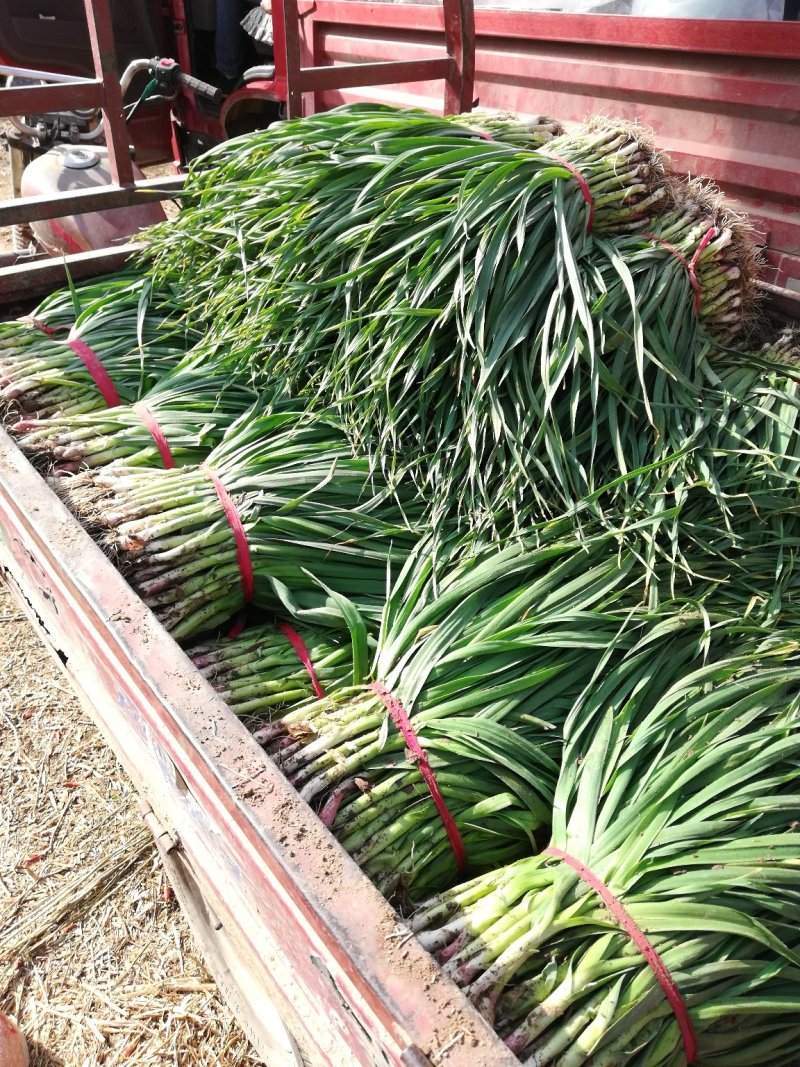 红根蒜苗，大量上市，诚信第一