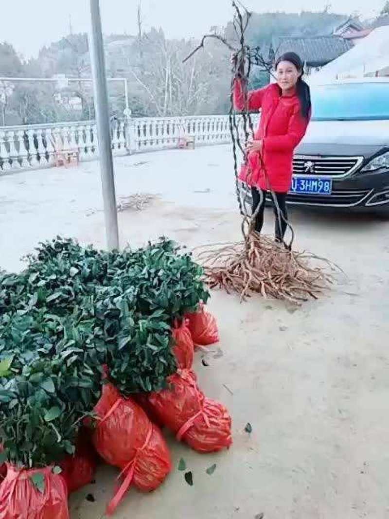 八月瓜，八月瓜果苗