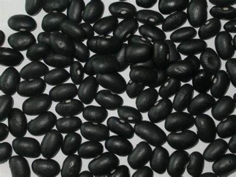 黑大豆～大豆种子高效经济作物