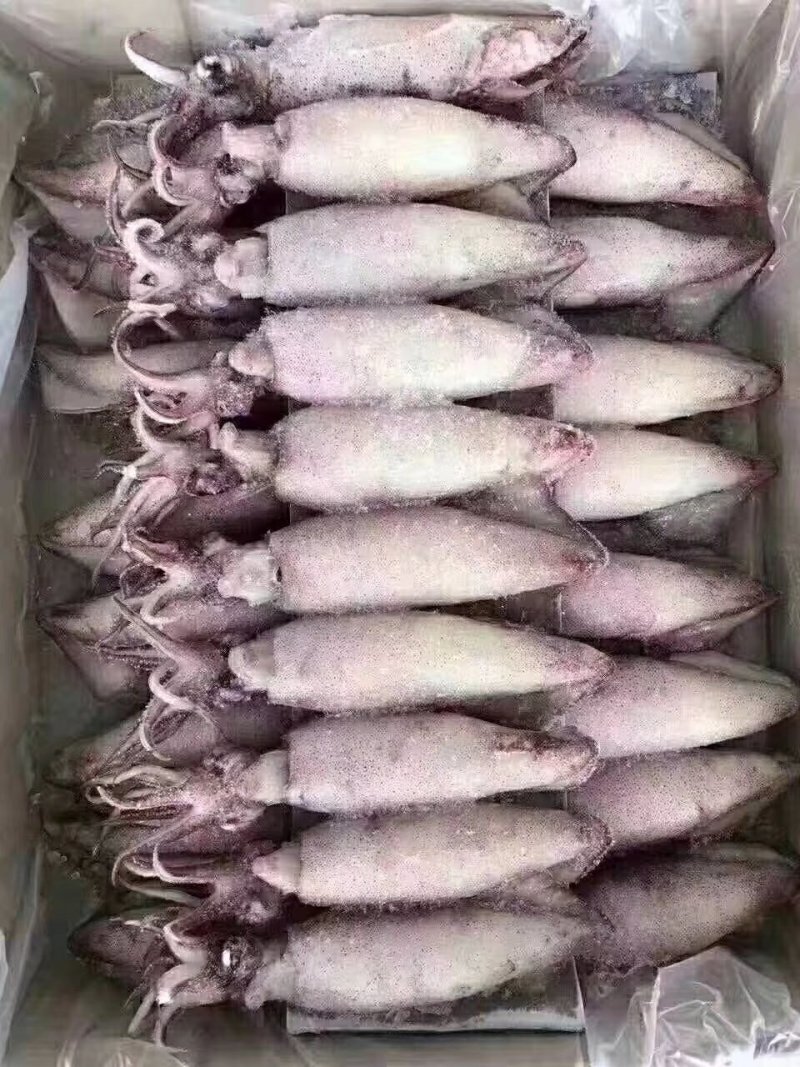 海兔籽乌