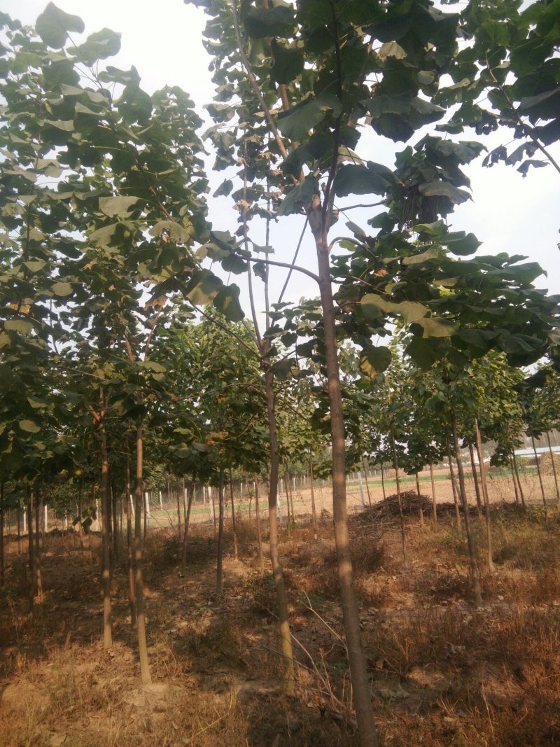 楸树，梓树