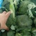 【推荐】山东优质精品西兰花产地现货一手货源保质保量