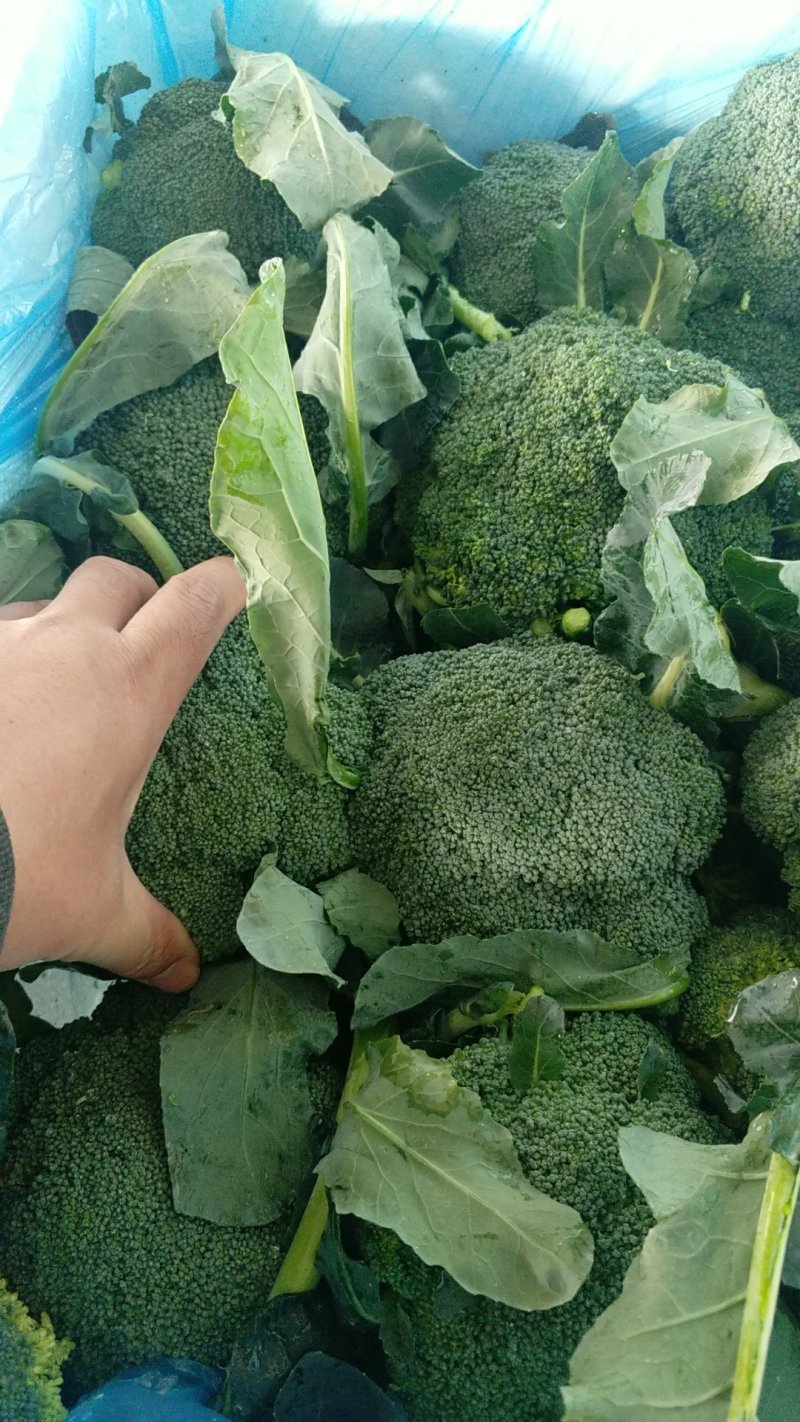 【推荐】山东优质精品西兰花产地现货一手货源保质保量